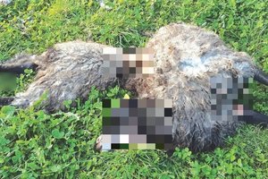 Ūkininkas apstulbęs: vilkai sudraskė avį ir ėriuką pačiame kaimo centre