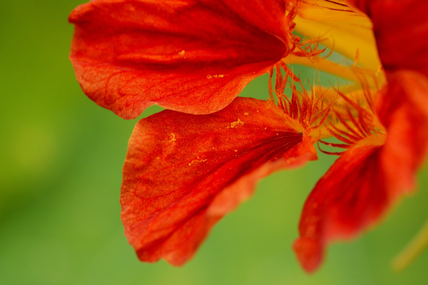 Šios gėlės vertinamos dėl vaistinių savybių ir lengvo auginimo.<br>123rf.com asociatyvioji nuotr.