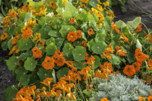 Senovinės gėlės nasturtės – ir gražios, ir sveikos