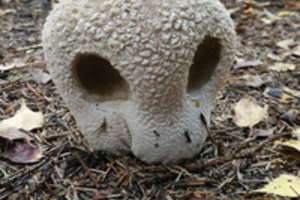 Grybas lyg ateivis: tamsiame miške Vilma aptiko paslaptingą radinį