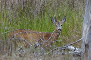Laukiniai gyvūnai keliuose. Specialistų patarimai vairuotojams
