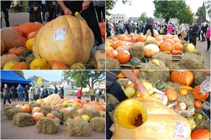 Kretingoje pristatė tikrą galiūną: į rekordą pretenduojančio moliūgo svoris – įspūdingas 