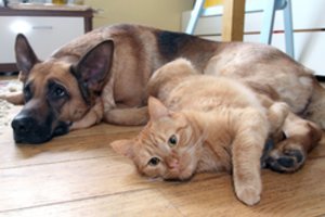 Paklausė lietuvių: katė ar šuo?