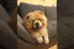 Namų kieme nunuodytos kalytės šeimininkė Gretė nutarė netylėti: kartais sunku pažinti budelį