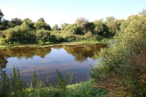 Nevėžyje rasti išgaišę karšiai, aplinkosaugininkai pradėjo skubų tyrimą
