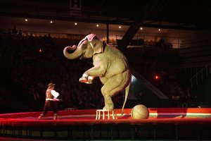 Seimas dega žalią šviesą draudimui naudoti laukinius gyvūnus cirke