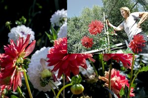 Žemaitės kieme išaugo jurginas išstypėlis – labai tikėtina, kad pateks į rekordų knygą