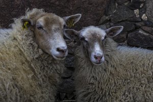 Ūkininkai nebeišmano, ko griebtis – avių kraujas liejasi kasnakt