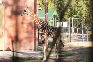 Ragina atsisakyti zoologijos sodų – ateitį mato nacionaliniuose gyvūnų parkuose