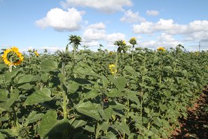 Paaiškino, kodėl svarbu kartu ne tik parduoti derlių – pravartu neignoruoti ir naujovių