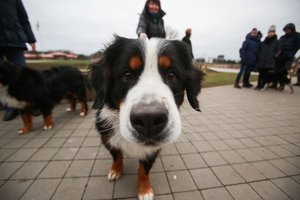 Paaiškino, kodėl negalima tiesti rankos šuniui prie nosies: darote klaidą, kurios pasigailėsite