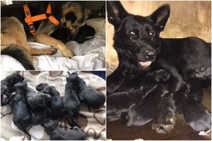 Iš „šunų pragaro“ Širvintose išgelbėtų šunelių skaičius auga dešimtimis