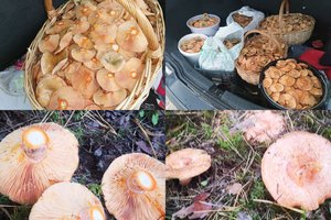 Lietuvoje aptiko delikatesinių grybų karalystę: iš miško veža pilnomis bagažinėmis, grįžta dar kartą