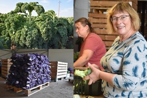 Daržovių augintojai sveria ir pakuoja – užsakymai priverčia sparčiai suktis