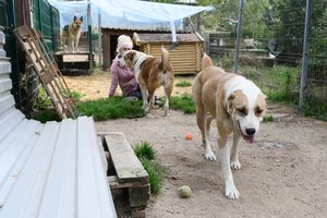 Iš veisėjų atimti keturkojai ryja savivaldybių pinigus: „Šunys tuoj taps auksiniai“