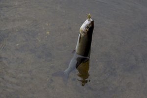 Saugomų teritorijų tarnybos vadovas: pokyčiai Nemuno deltoje bus naudingi vietos žvejams