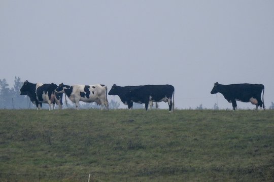 Išmokos nuo COVID–19 nukentėjusiems pieno gamintojams – jau greit