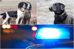 Iš veislynų dingus šunims už 55 tūkst. eurų, sulaikyta moteris