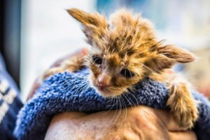 Iš ugnies gniaužtų išgelbėtas kačiukas tirpdo žmonių širdis: pakerėjo panašumas į Jodą