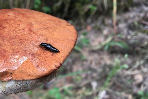 Labanoro girioje aptikta nauja itin retų gyvūnų radavietė