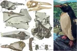 Paslaptingajame aštuntajame Žemės kontinente gyveno sunkiai įsivaizduojamo dydžio gyviai