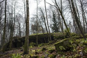 Lenkijos miške aptiko neįprastą grybą: gyvūnai elgėsi pagal jo valią