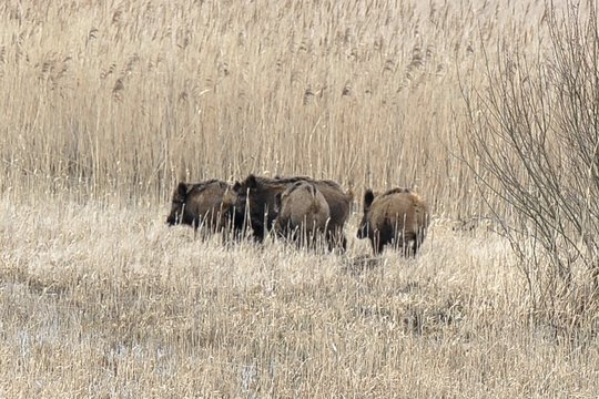 Afrikinis kiaulių maras nustatytas Tauragės rajone sumedžiotam šernui