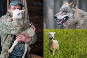 Bebaimiai vilkai rengia rudens skerdynes: ūkininkams teks labiau saugoti savo turtą