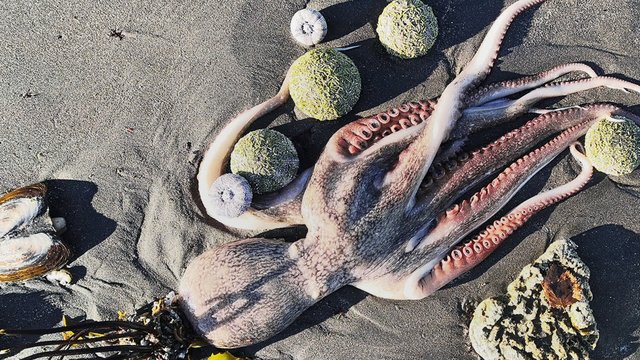 Ekologinė katastrofa Kamčiatkoje: jūrų gyvūnų gaišenos nuklojo mažiausiai tris paplūdimius