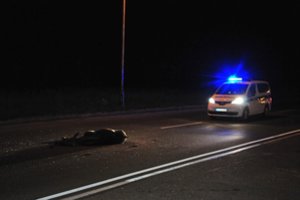 Aplinkosaugininkai įspėja: per mėnesį – daugiau nei 700 įvykių su laukiniais gyvūnais