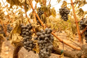 Kalifornijoje miškų gaisrai nusiaubė garsų vyno slėnį, išdegino 1,6 mln. hektarų plotą