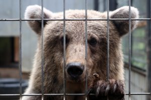 Maskvoje cirko lokys mirtinai sužalojo darbuotoją