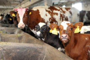 Dėl paramos kreipėsi 539 smulkieji pienininkai