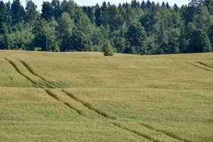 Parama smulkiųjų ūkių bendradarbiavimui: kur du stos, ten daugiau naudos
