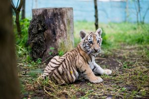 Skandalas: atskleidė, kad Lietuvos zoologijos sodai dalyvauja juodojoje rinkoje parduodant tigriukus