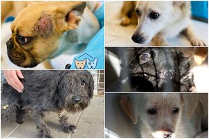 Veterinarijos tarnyba: veisyklose netinkamai laikyti gyvūnai turėtų būti konfiskuoti