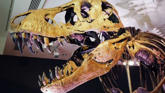 Už rekordinę 27 mln. eurų sumą parduota tiranozauro iškasena