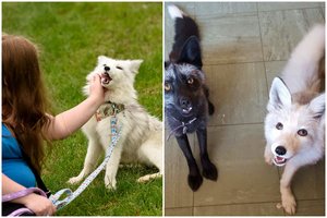 Naujas mados klyksmas – augintinė lapė: išstums kates ir šunis?