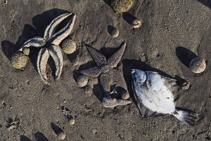 Rusija pradeda tyrimą dėl „ekologinės katastrofos“ Kamčiatkoje