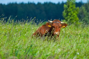 Prognozė: karvių mažės, bet pieno bus superkama daugiau