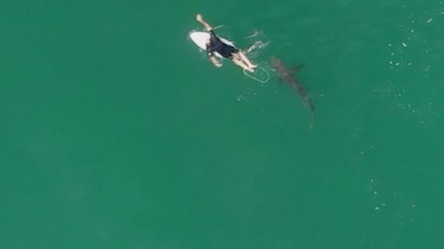 Akistata su mirtimi: banglentininkas per plauką išvengė ryklio atakos