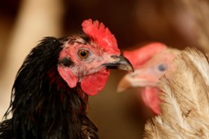 Pratybose ruošiamasi galimam paukščių gripo protrūkiui Lietuvoje