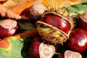 Nukritusius kaštonus galima ne tik kompostuoti, bet ir pagerinti sveikatą