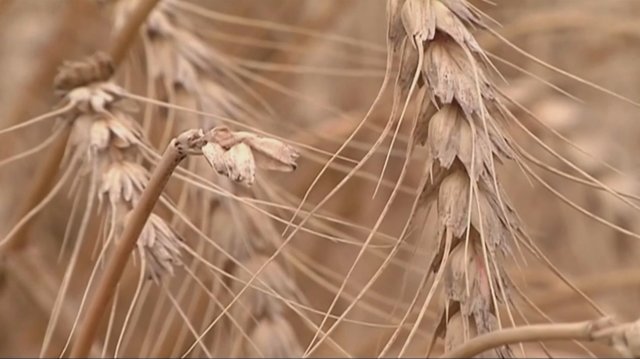 Argentina pirmoji pasaulyje pritarė genetiškai modifikuotų kviečių auginimui