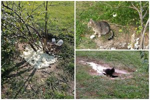 Šiaulietė šaukėsi pagalbos dėl gyvos po žeme palaidotos kačių šeimos ligoninės teritorijoje