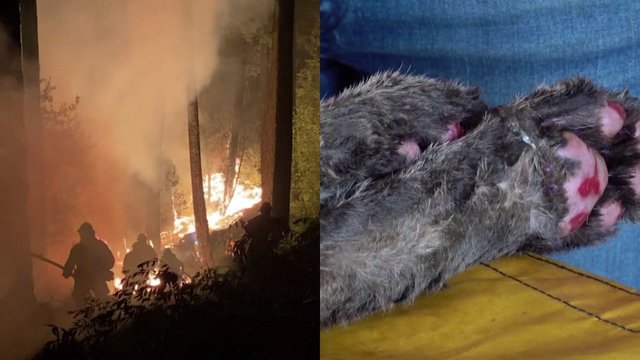 Rekordinių gaisrų padariniai: tūkstančiams gyvūnų reikia pagalbos, bet ištekliai – riboti