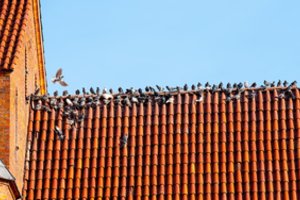 NT ekspertai neabejoja – būstas brangs, ypač viename mieste