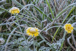 Žada pirmąsias šalnas – ką daryti, kad jos nepražudytų likusio derliaus ar žiedų grožio