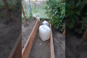 Patikra Rietavo turguje pareigūnus nuvedė iki slepiamos kontrabandos moters bute