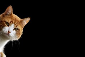 Pastebėjote, kad katės lėtai mirksi? Siūlo taip daryti ir žmonėms – rezultatas nustebins